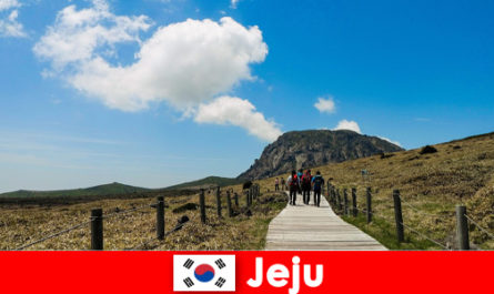 Turistler, Jeju Güney Kore'deki muhteşem doğal manzarada yürüyüş yapıyor