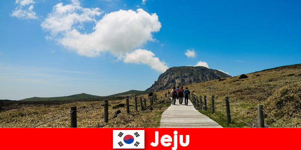 Turistler, Jeju Güney Kore’deki muhteşem doğal manzarada yürüyüş yapıyor