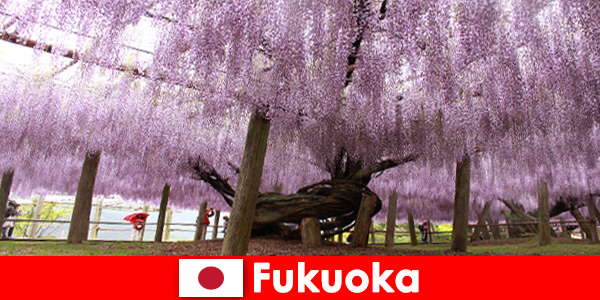 Fukuoka Japonya’nın el değmemiş doğasında yabancılar için doğa gezileri