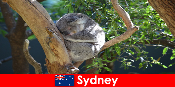 Hedef Sidney Avustralya egzotik hayvanat bahçesinde bir gecelik deneyimle