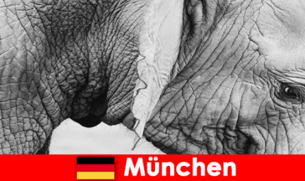 Almanya, Münih'teki en orijinal hayvanat bahçesine ziyaretçiler için özel gezi