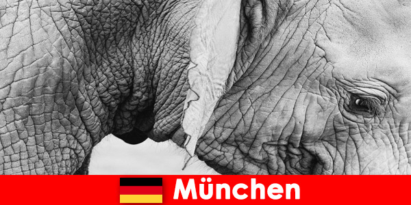 Almanya, Münih’teki en orijinal hayvanat bahçesine ziyaretçiler için özel gezi