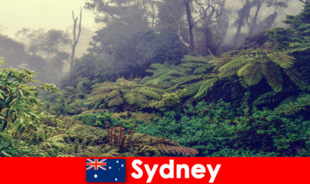 Milli parkların etkileyici dünyasında Sidney Avustralya'ya keşif gezisi