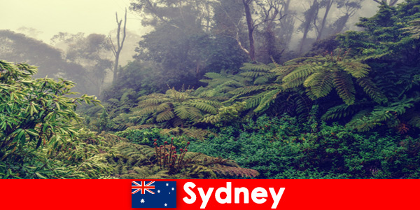 Milli parkların etkileyici dünyasında Sidney Avustralya’ya keşif gezisi