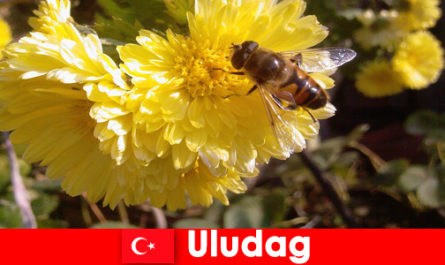 Uludağ Türkiye'deki güzel fauna ve florayı keşfedin