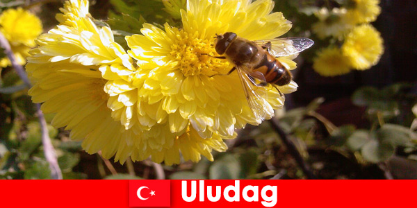 Uludağ Türkiye’deki güzel fauna ve florayı keşfedin