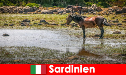 Sardunya İtalya'da vahşi hayvanları ve doğayı bir yabancı gibi yakından deneyimleyin