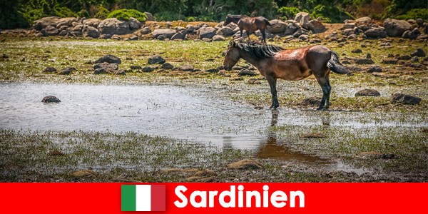 Sardunya İtalya’da vahşi hayvanları ve doğayı bir yabancı gibi yakından deneyimleyin