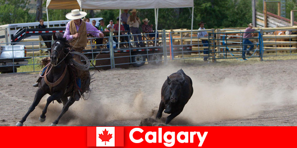 Yerel halk ve her yerden konuklar Calgary Kanada'daki rodeoları seviyor