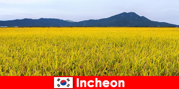 Incheon Güney Kore Flora ve fauna arasında sevenler için doğa tatili