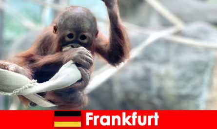 Almanya'nın en eski ikinci hayvanat bahçesinde Frankfurt ailesi gezisi