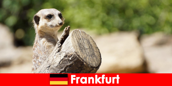 Almanya'daki Frankfurt Hayvanat Bahçesi'nde aileler için biyoçeşitlilik ve birçok program
